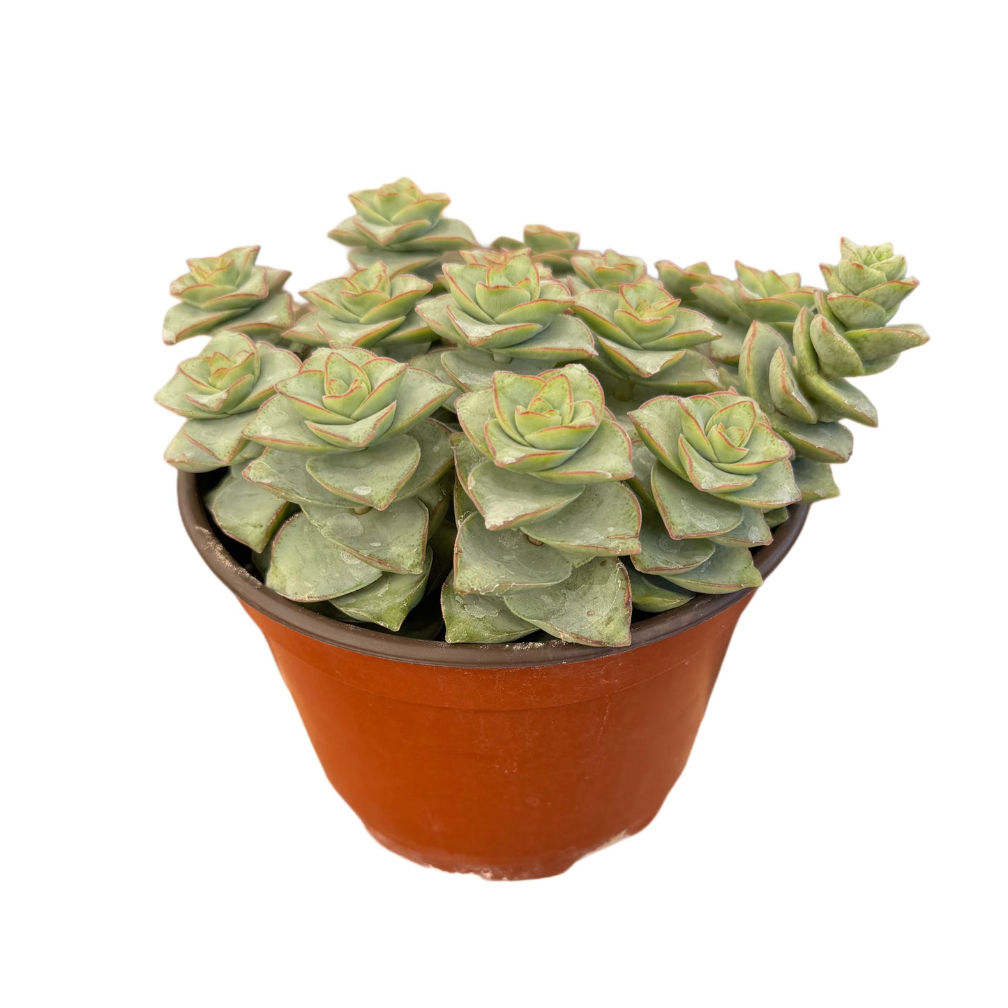 Crassula perforata | String of Buttons