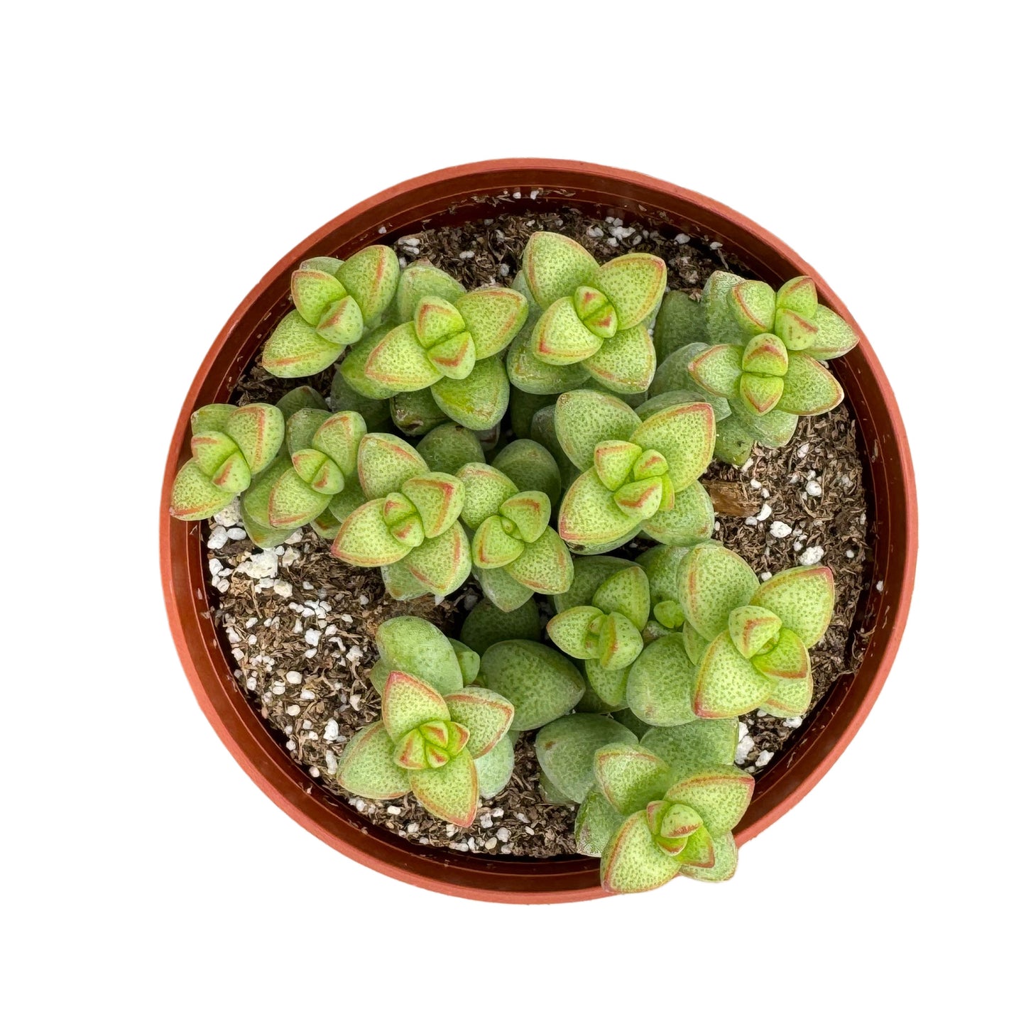 Crassula brevifolia