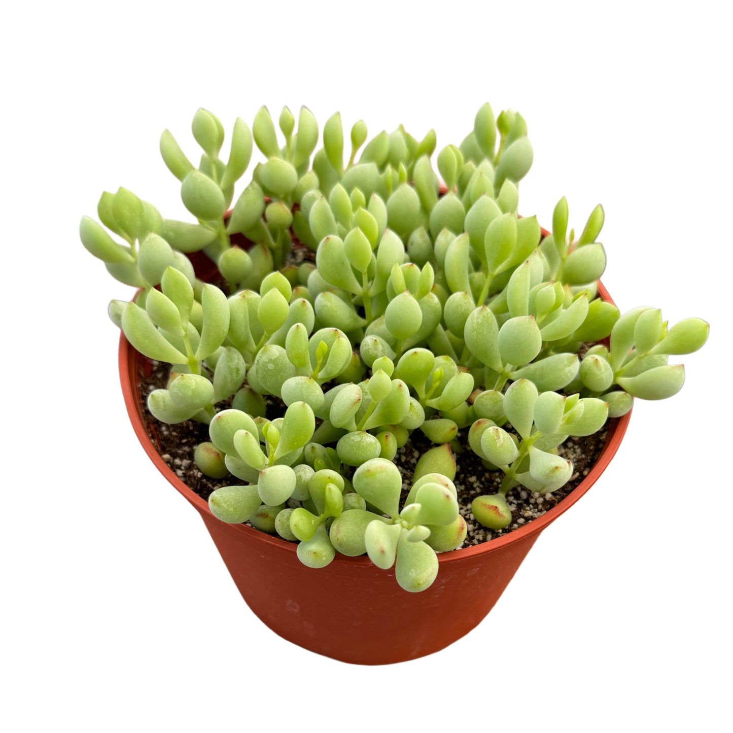 Cotyledon pendens | Cliff Cotyledon