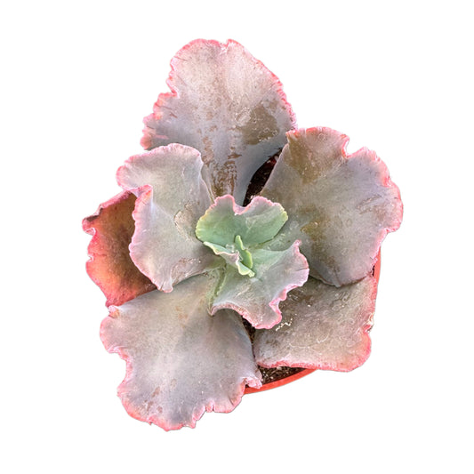 Echeveria Gibbiflora