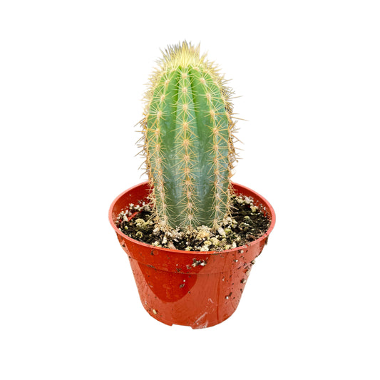 Pilosocereus pachycladus | Blue Torch Cactus