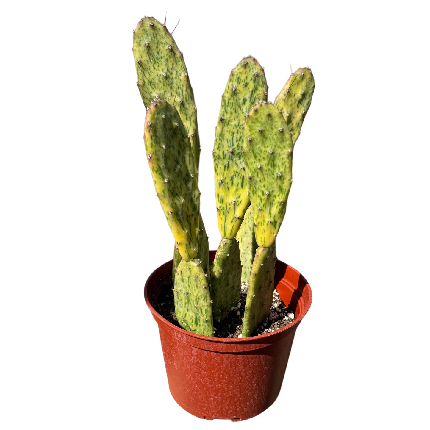 Opuntia sunburst variegata | Sunburst Opuntia