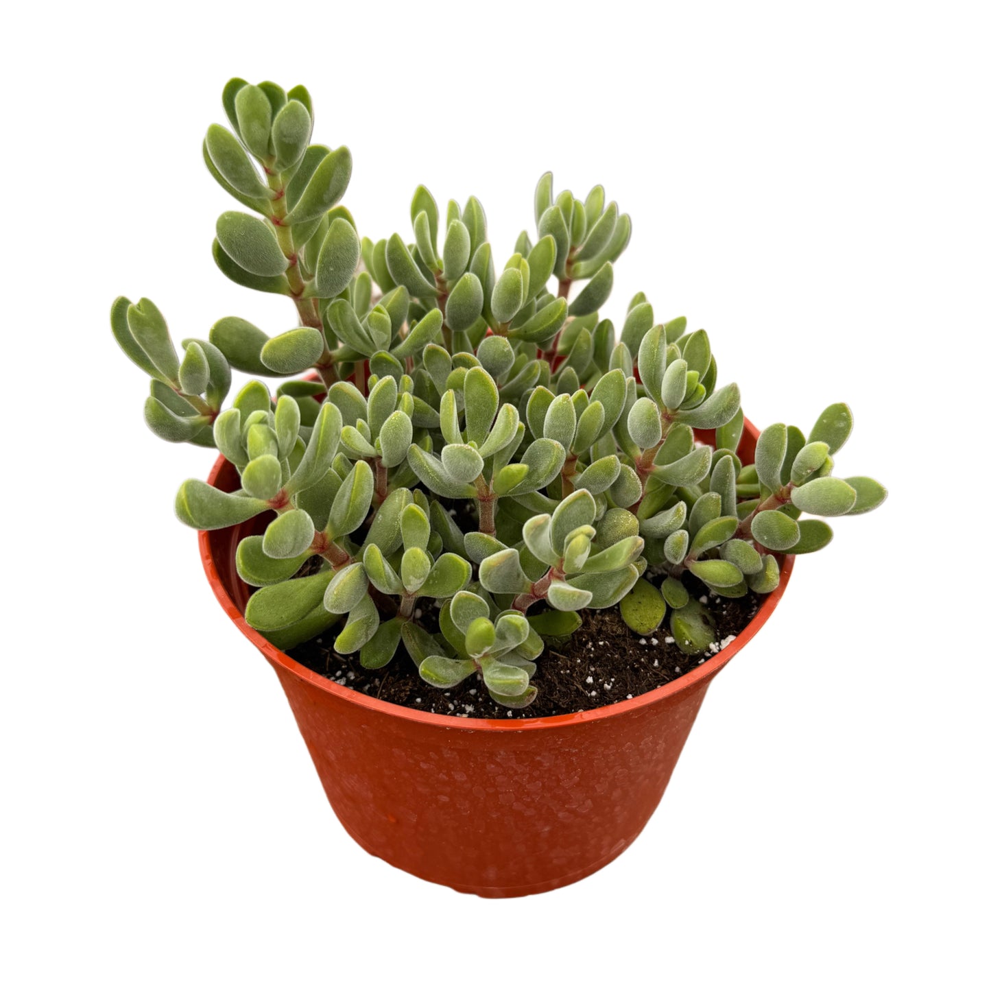 Crassula Congesta | Green Beans