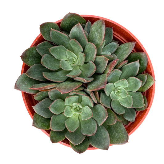 Echeveria Joan Daniel