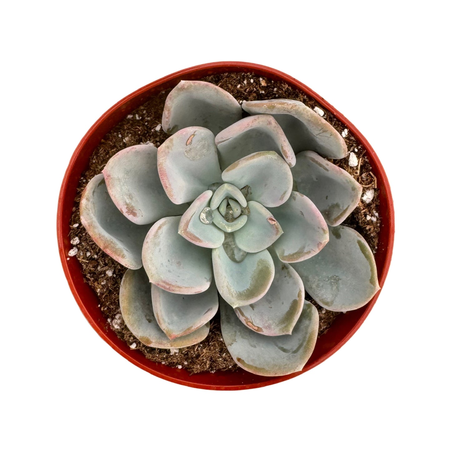 Pachyveria Orpet