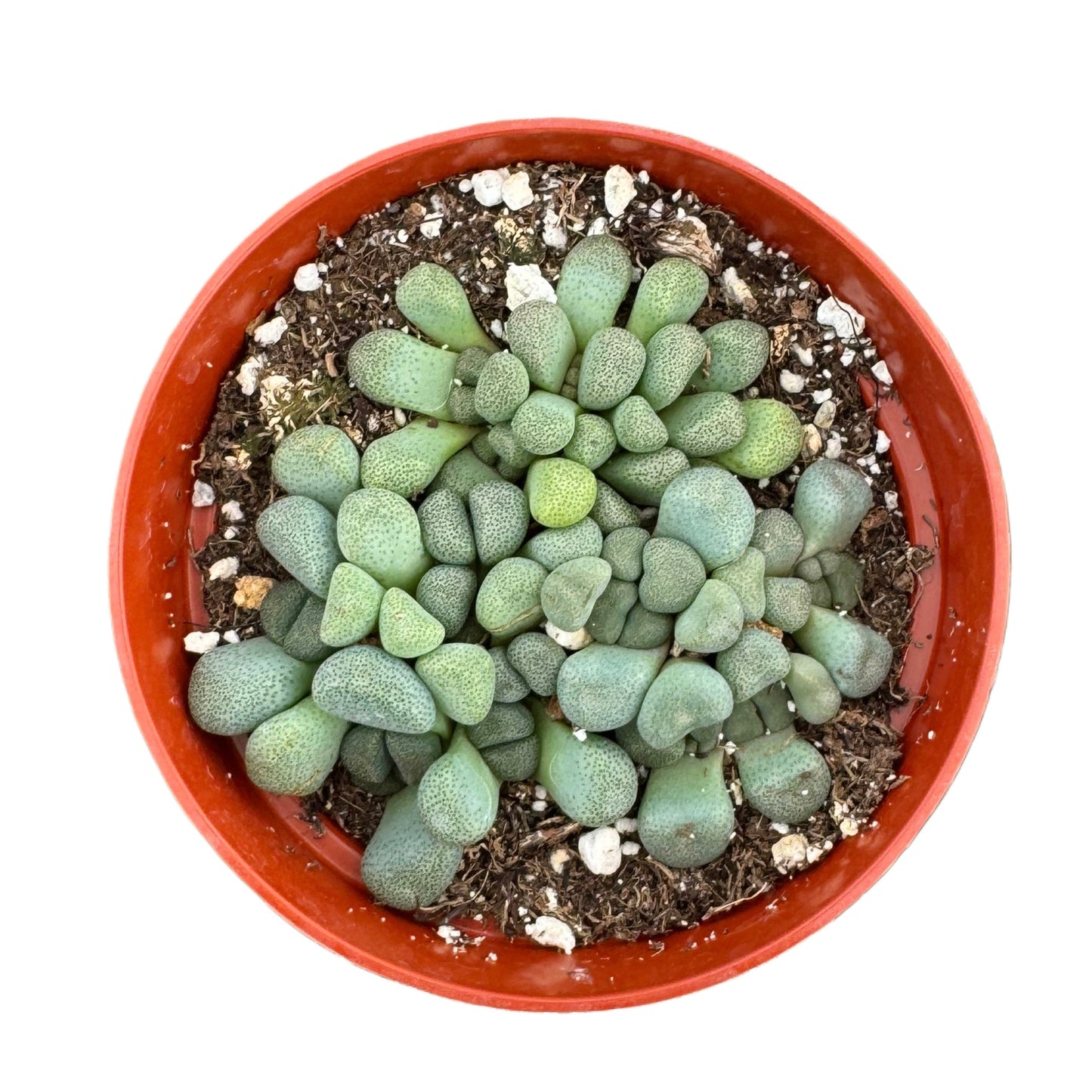 Aloinopsis Schooneesii | Living stones