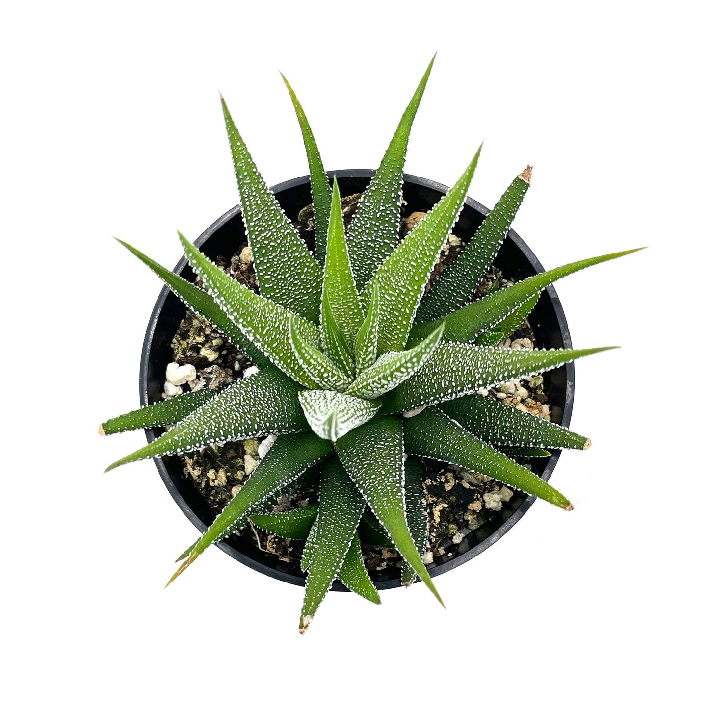 Assorted Haworthia