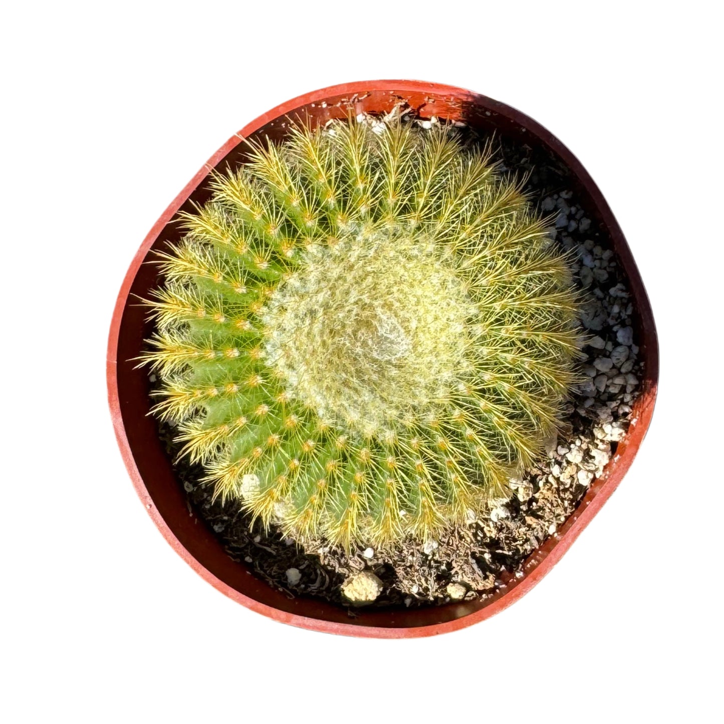 Parodia leninghausii | Golden Ball Cactus