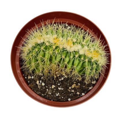 Echinocactus grusonii cristata