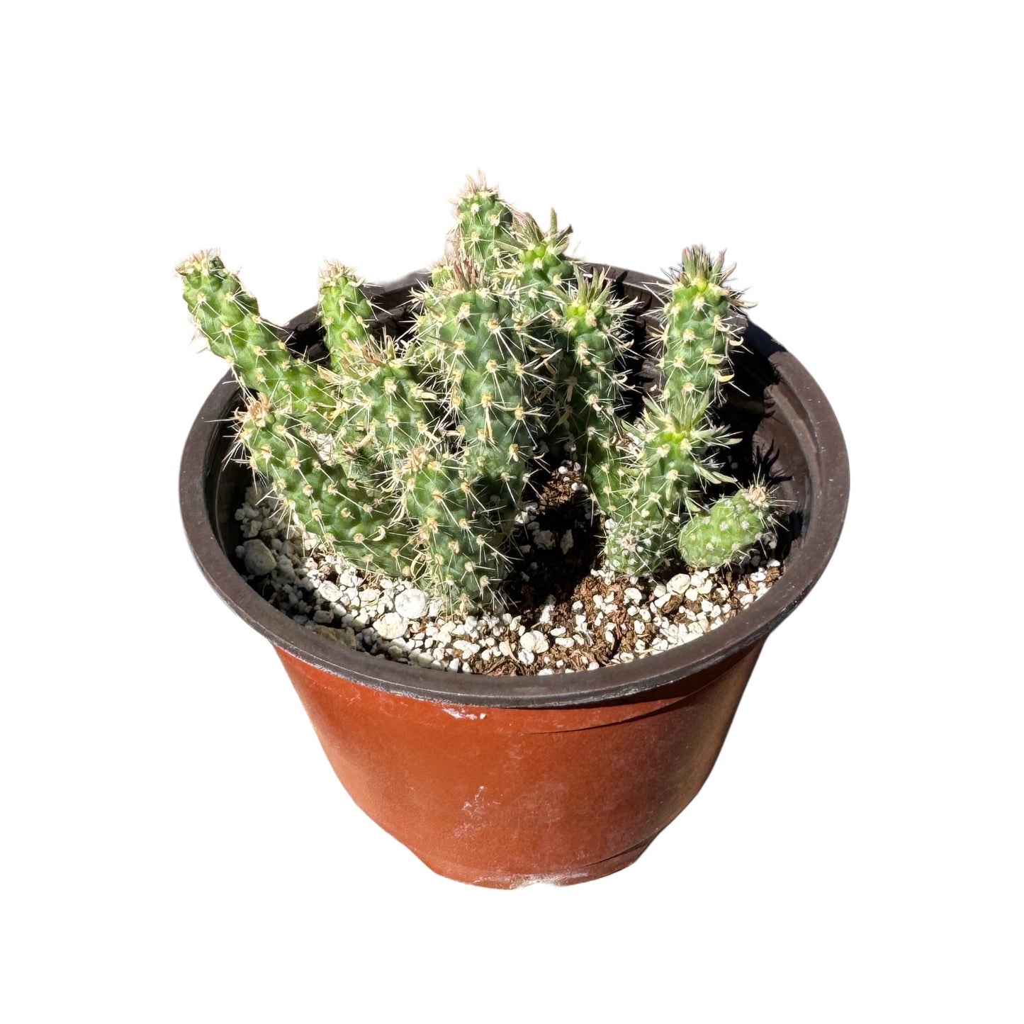 Cylindropuntia 'Mini Cholla'