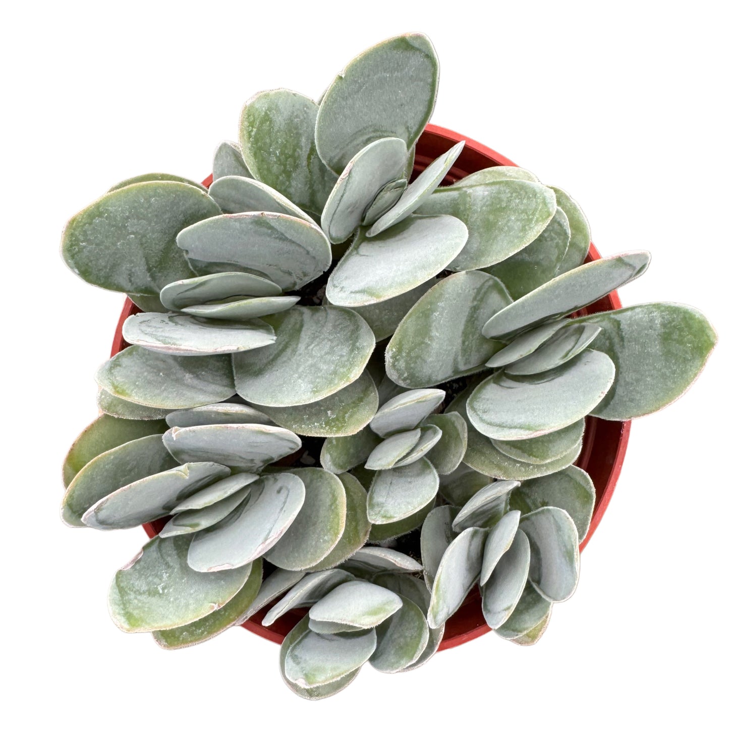 Crassula Dubia | Paddle Plant