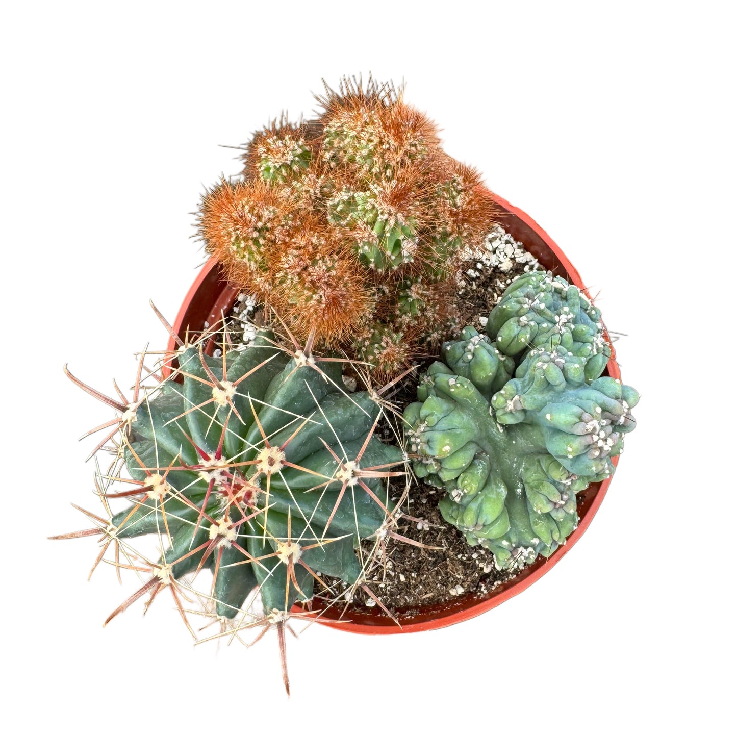 Assorted Cactus Garden