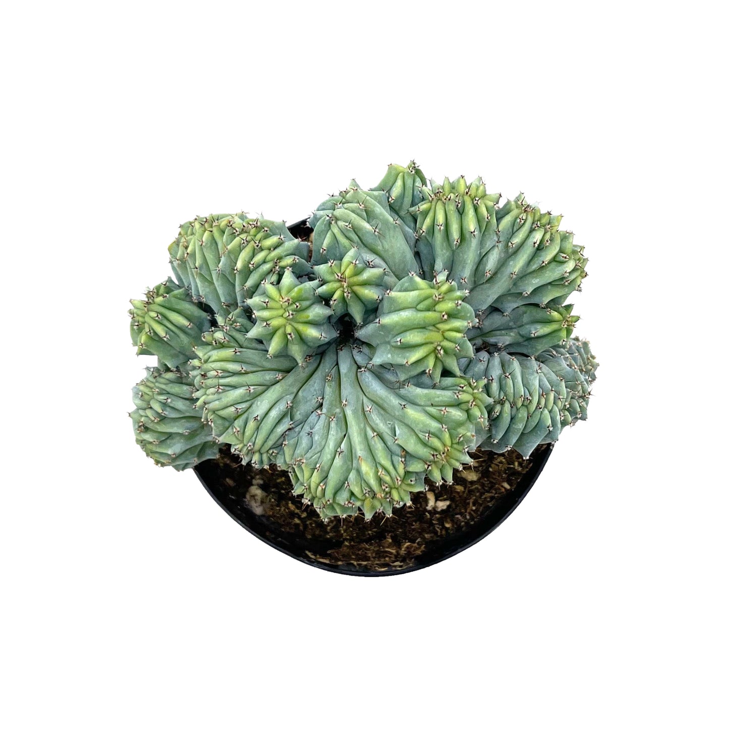 Myrtillocactus geometrizans cristata
