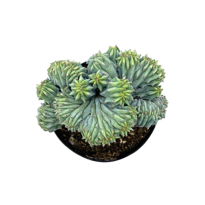 Myrtillocactus geometrizans cristata