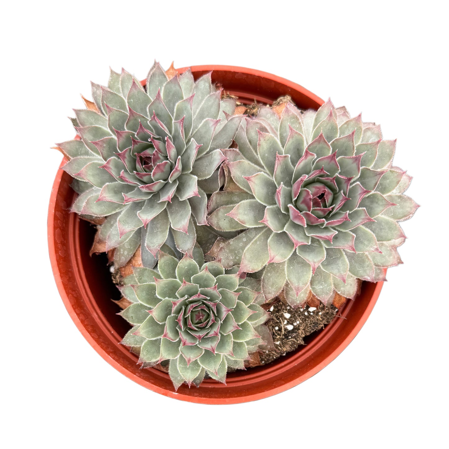 Sempervivum Calcareum | Hen's & Chicks