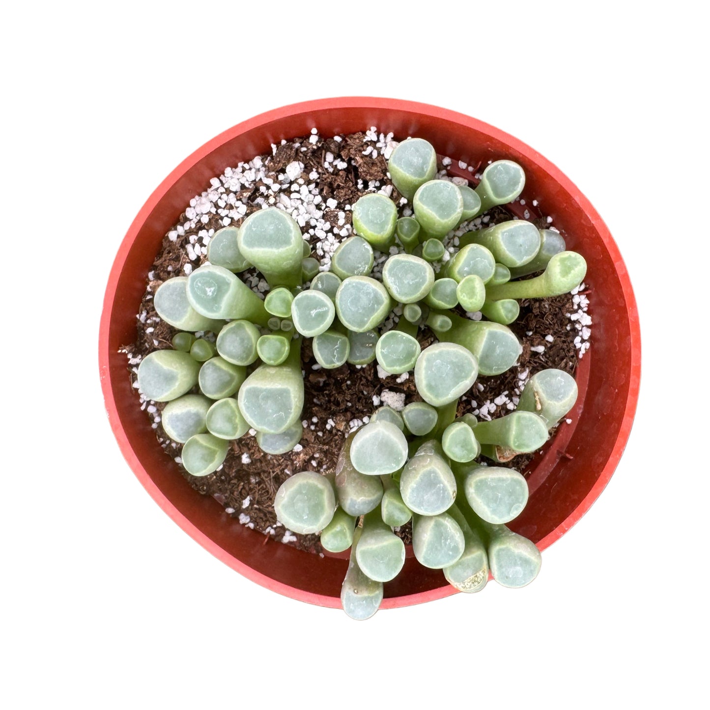 fenestraria-aurantiaca-baby-toes.jpg