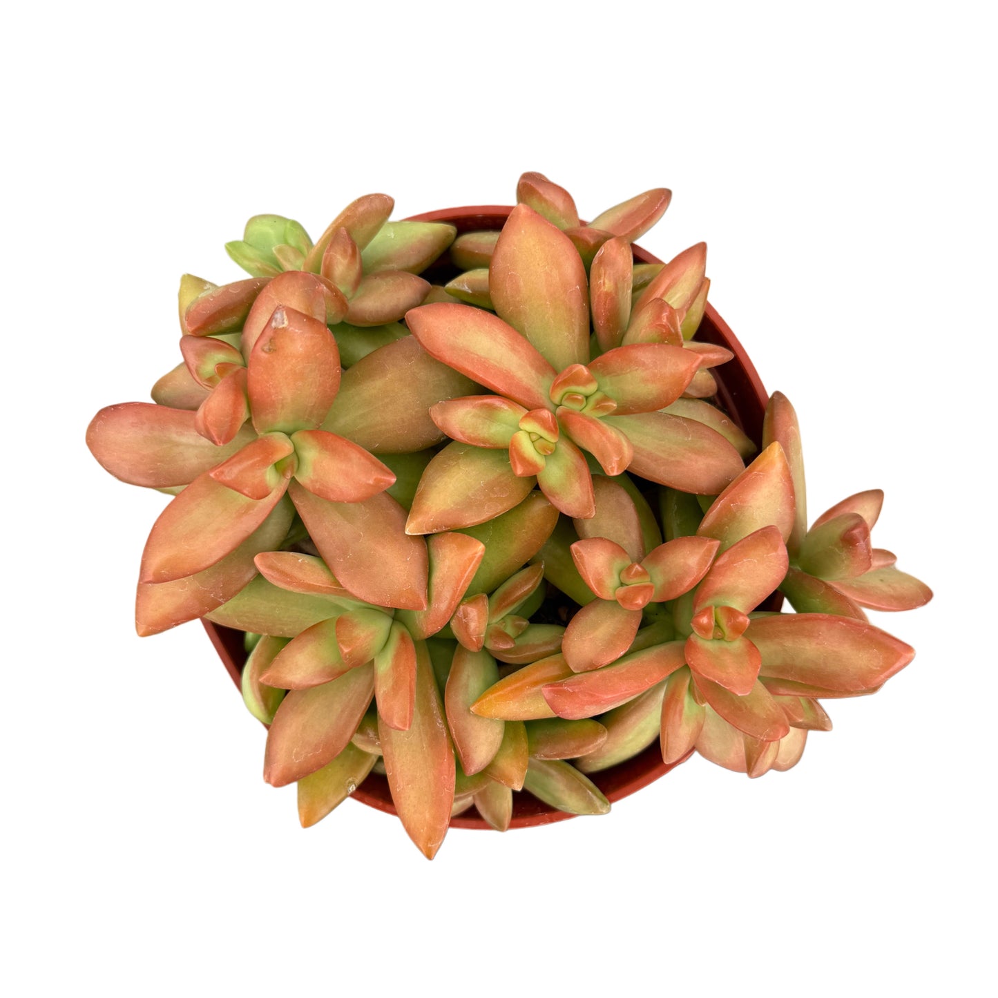 Sedum Adolphi 'Copper Stonecrop'