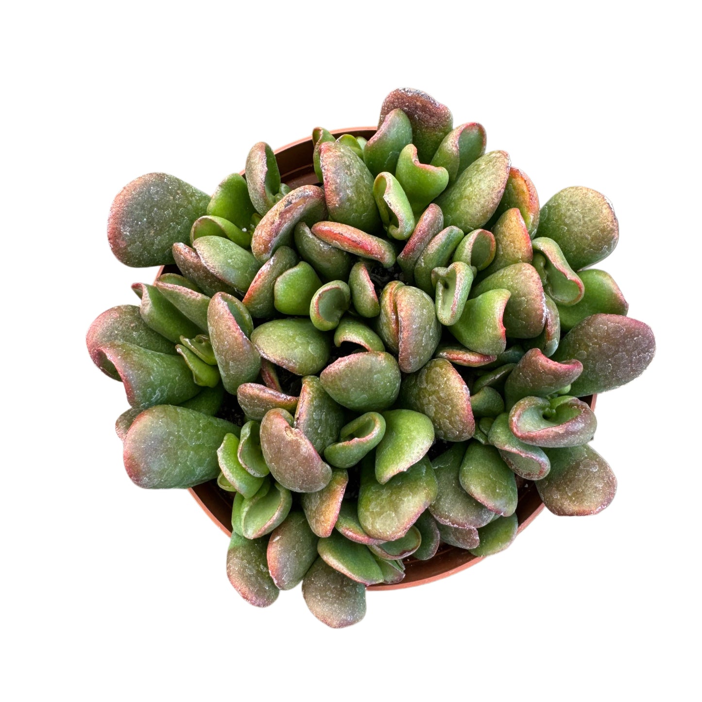 Assorted Crassula Succulents