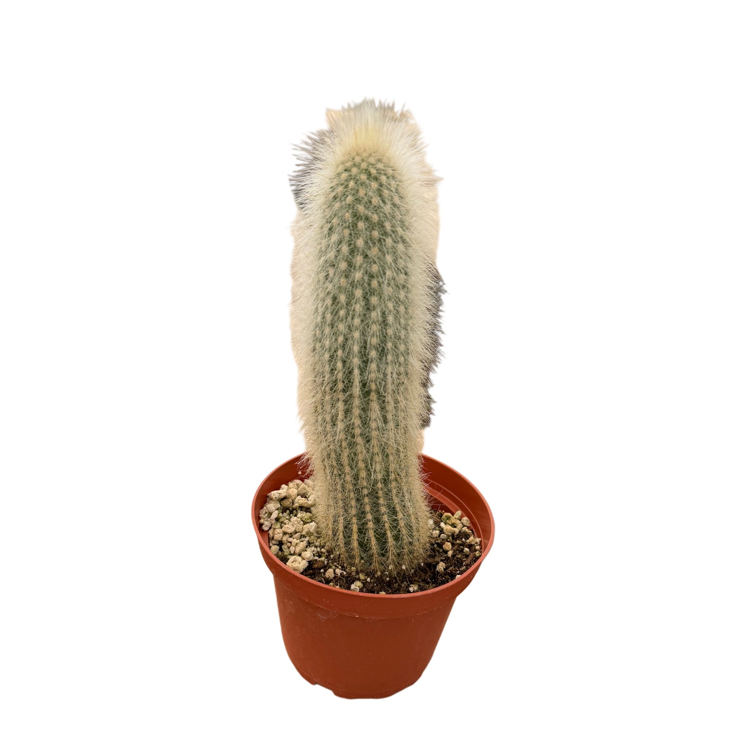 Cleistocactus Strausii | Silver Torch Cactus