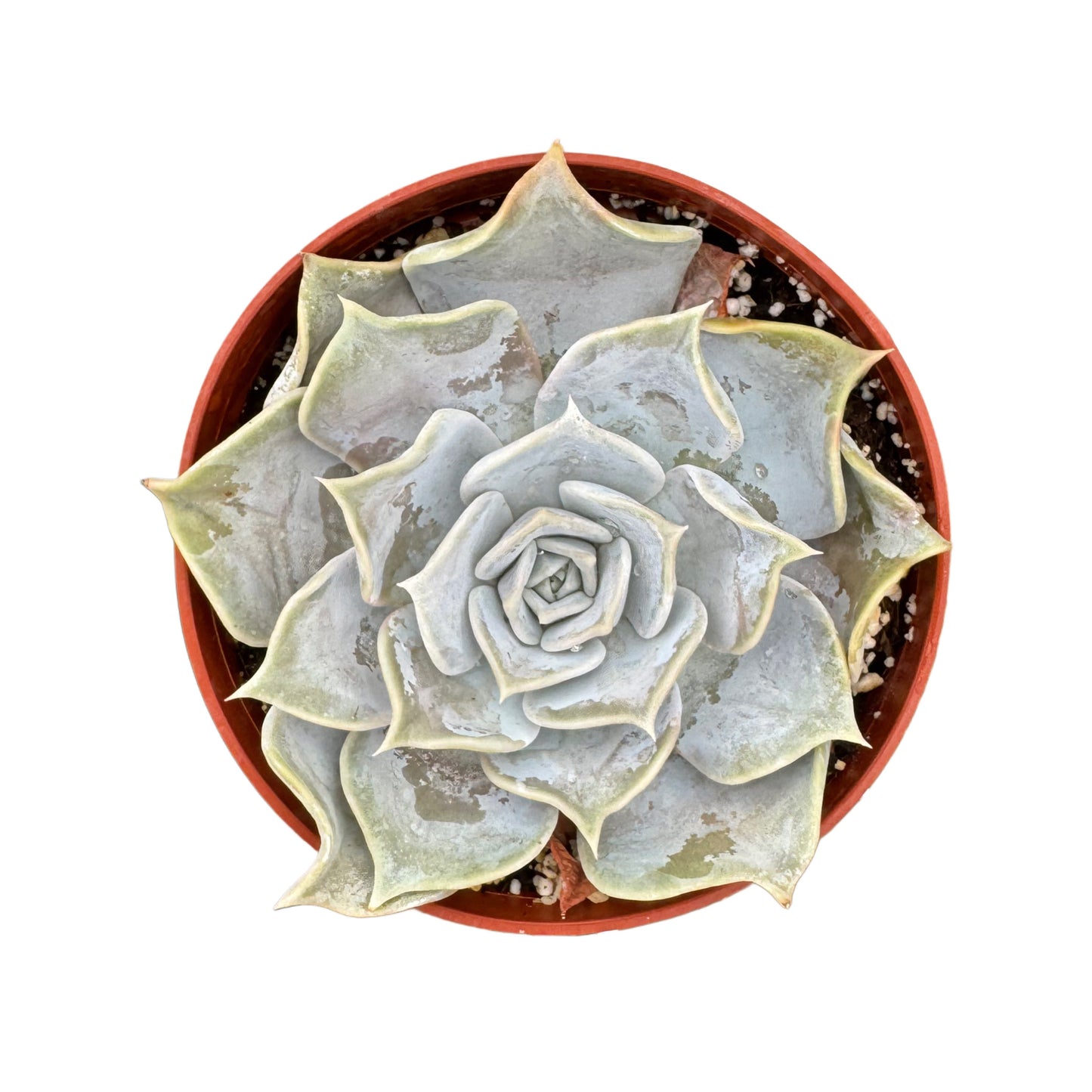 Echeveria Lilacina