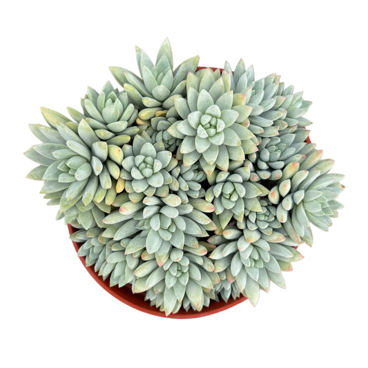 Sedeveria Blue Burrito