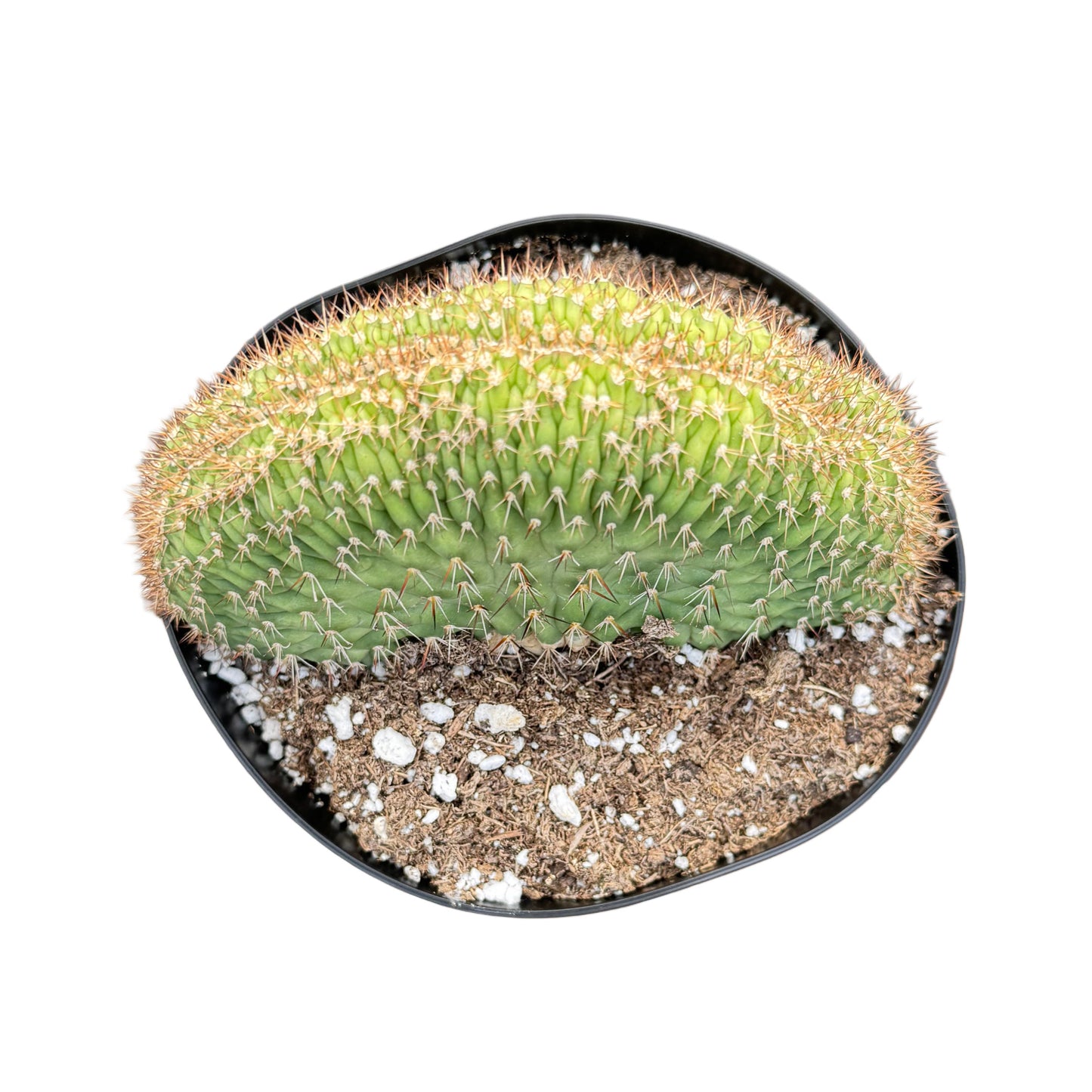 Assorted Crested Cactus