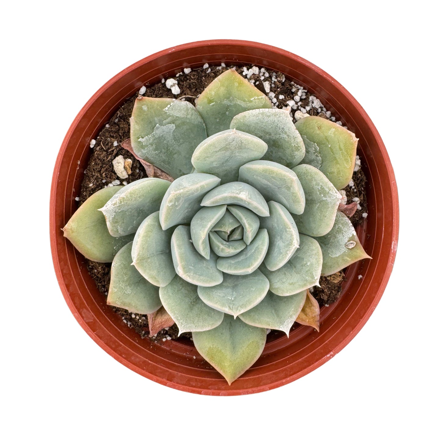 Graptoveria Margaret Rose