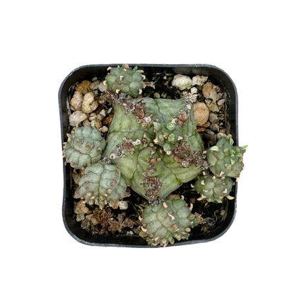 Euphorbia horrida
