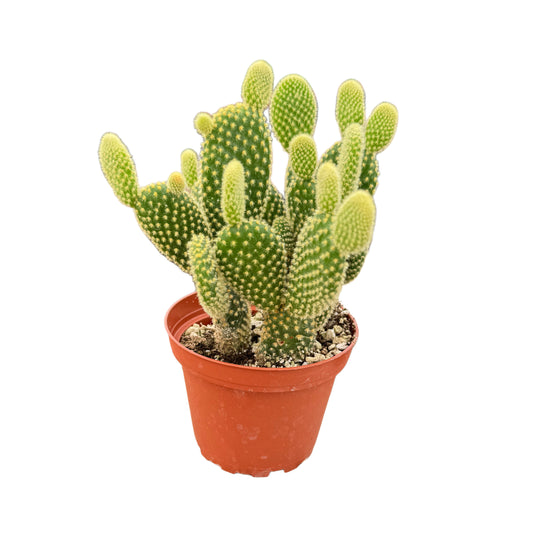 Opuntia Microdasys | Bunny Ears Cactus