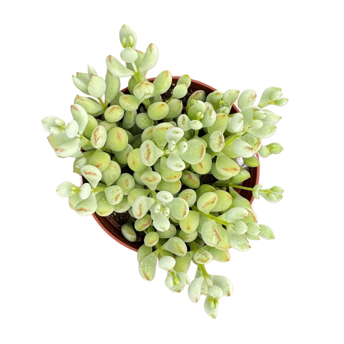 Cotyledon pendens | Cliff Cotyledon