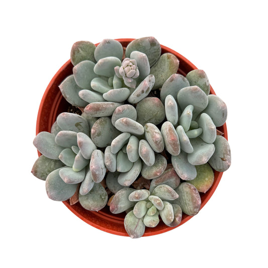 Pachyveria Powder Puff