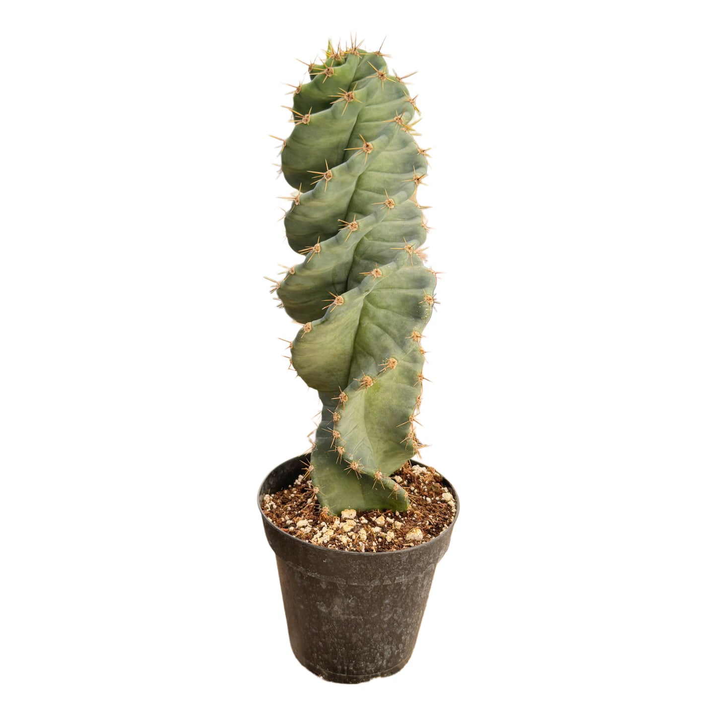 Cereus forbesii spiralis | Sprial Cactus