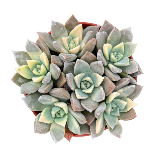 Graptopetalum paraguayense variegata | Ghost Plant Variegated