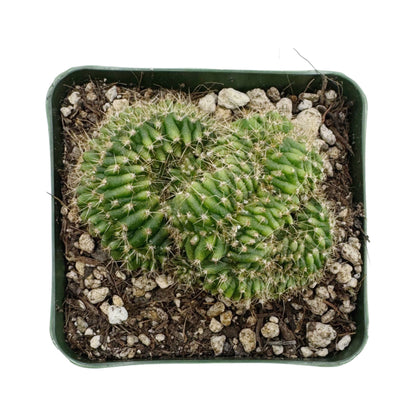 Trichocereus pachanoi cristata | Crested San Pedro Cactus