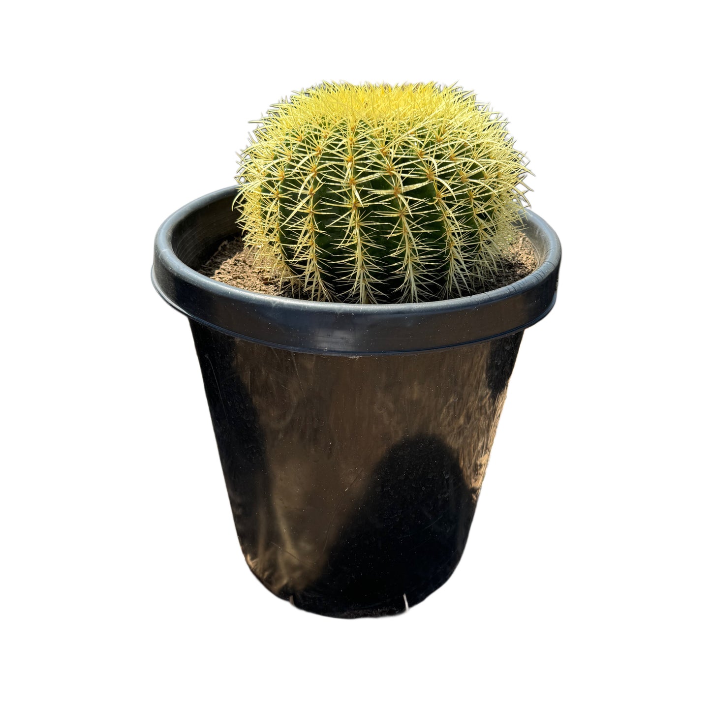 Echinocactus grusonii | Golden Barrel Cactus