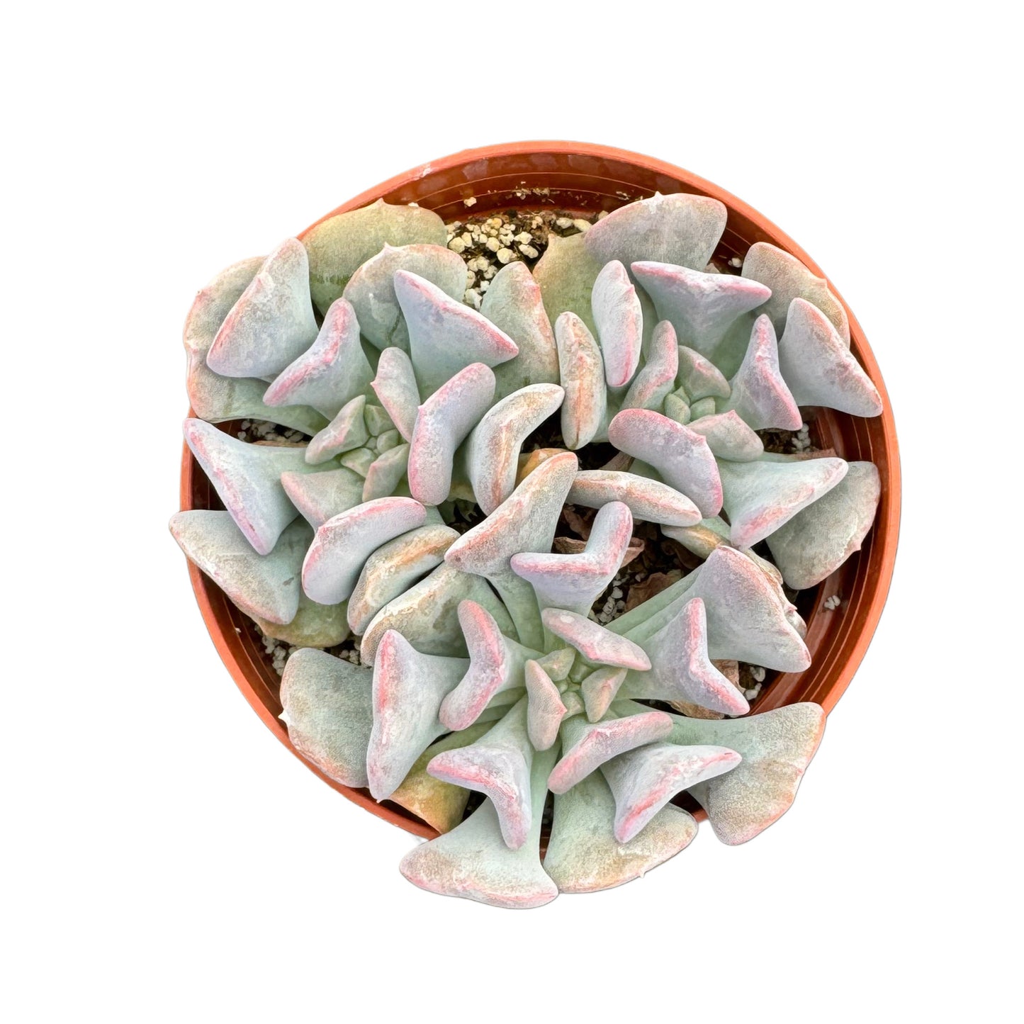 Echeveria Cubic Frost