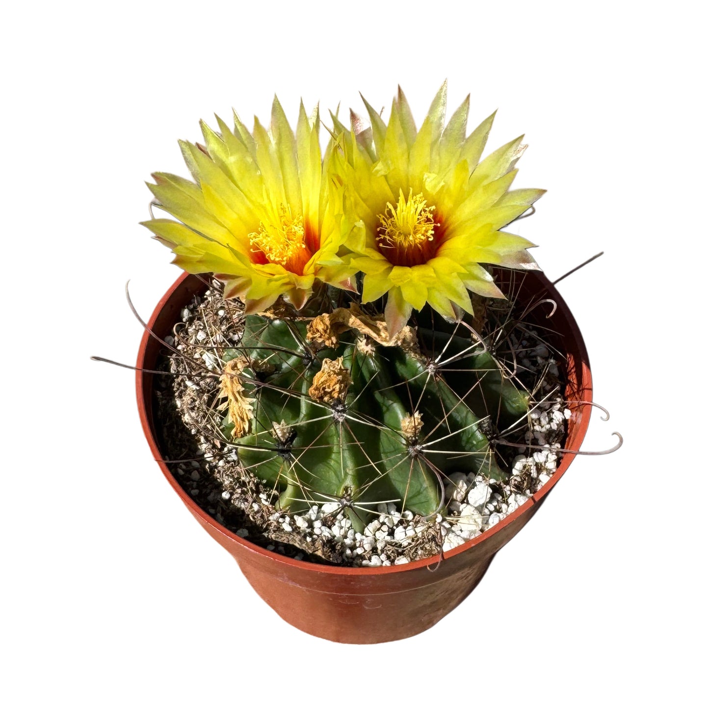 Ferocactus emoryi | Emory's Barrel Cactus