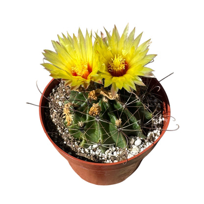 Ferocactus emoryi
