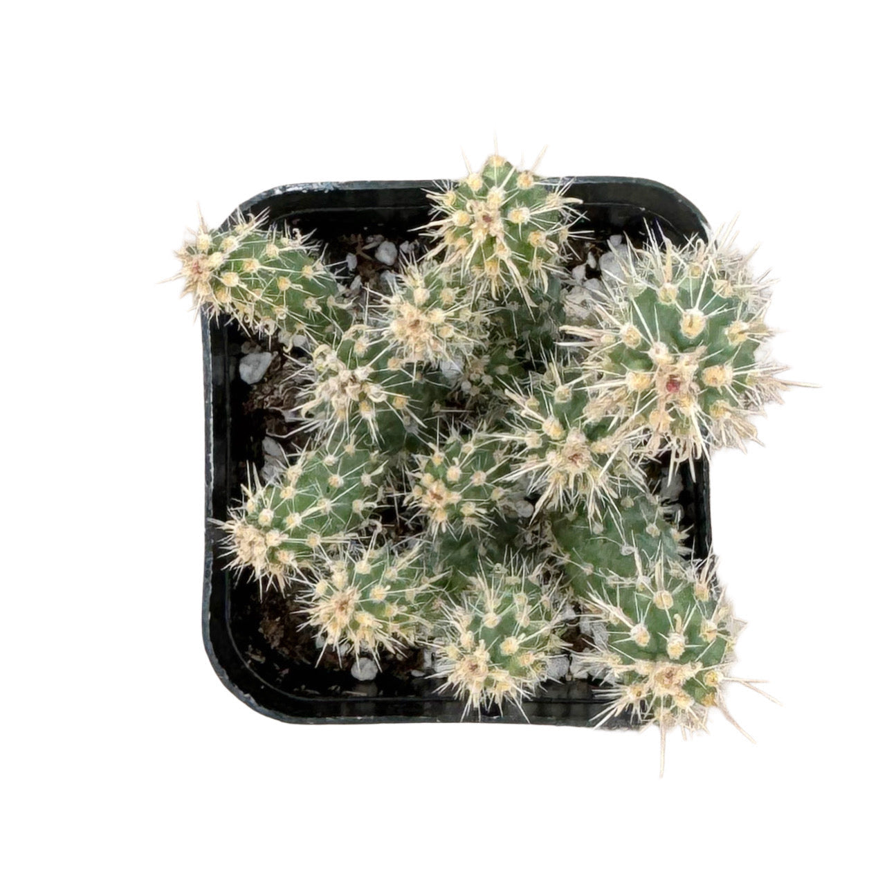 Cylindropuntia 'Mini Cholla'