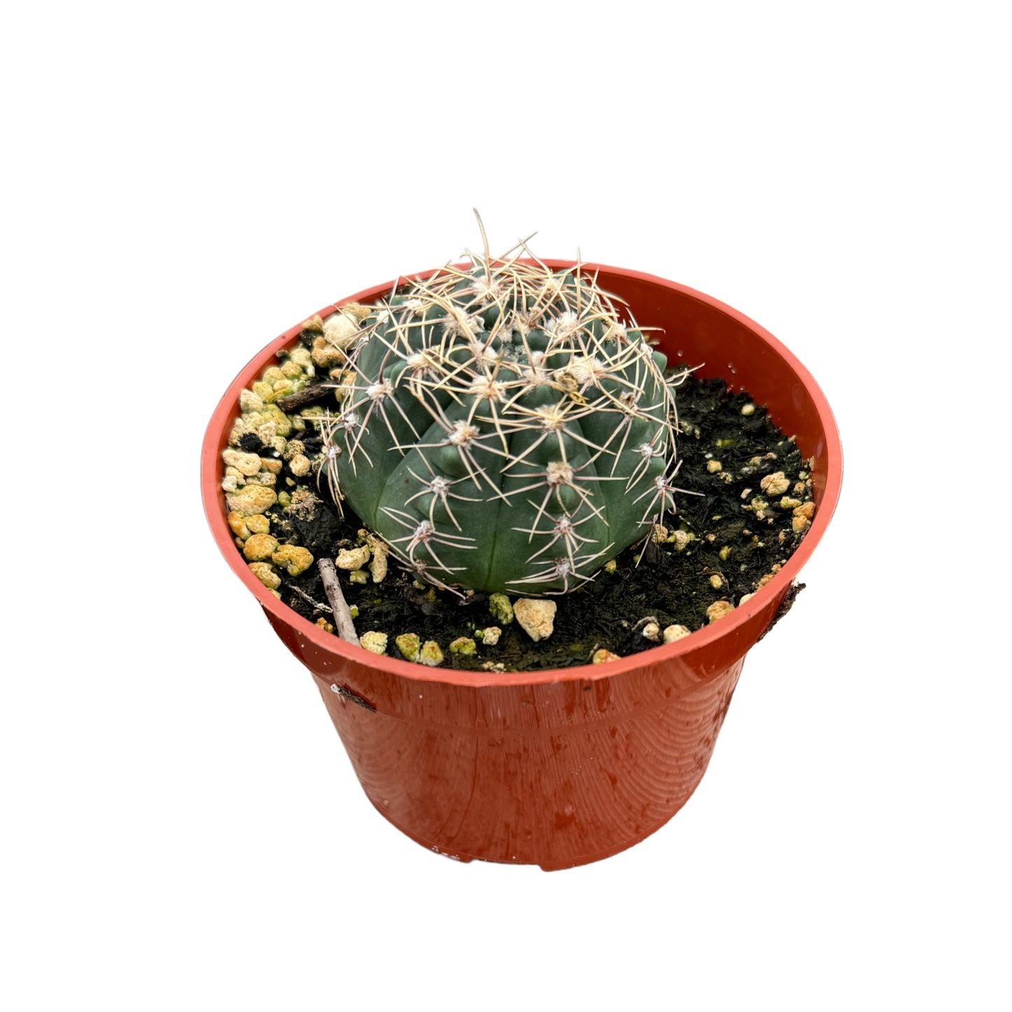 Gymnocalycium erinaceum | Chin cactus