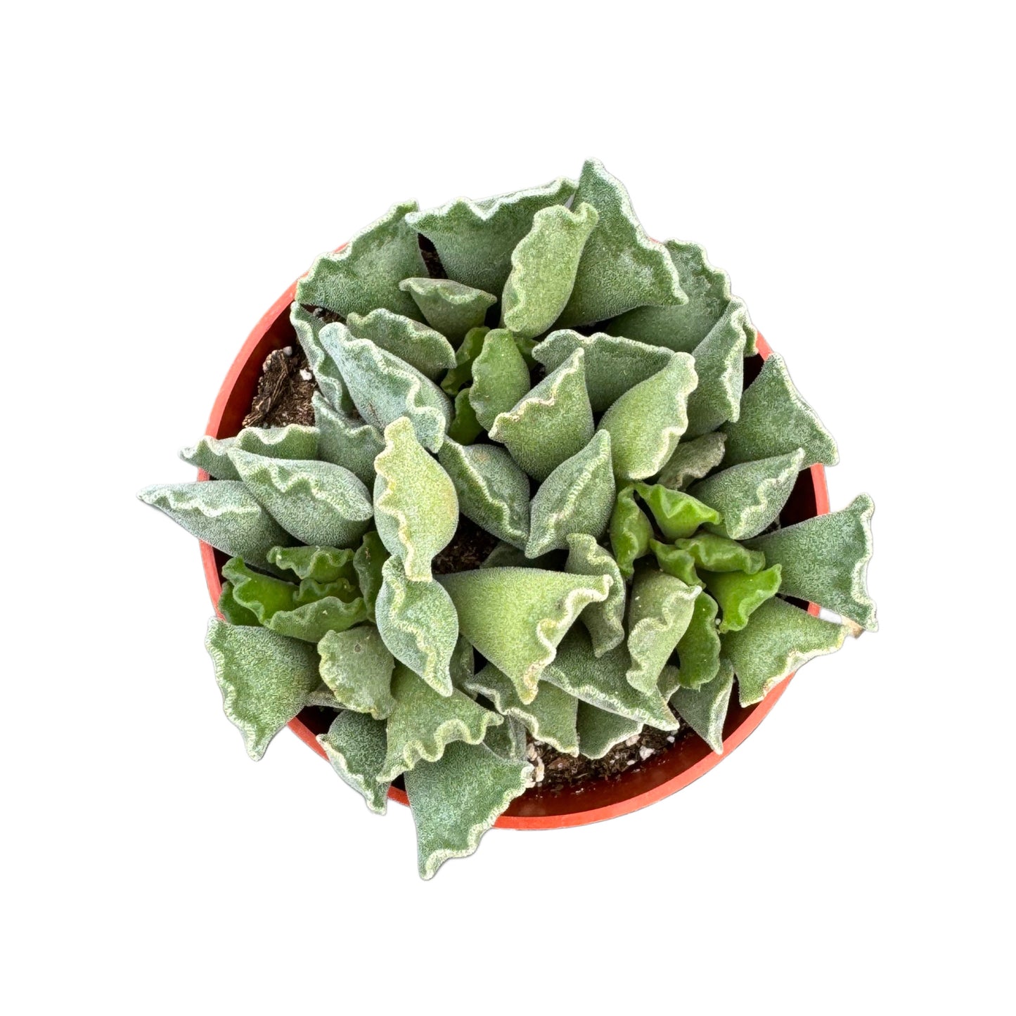 Adromischus cristatus | Key Lime Pie