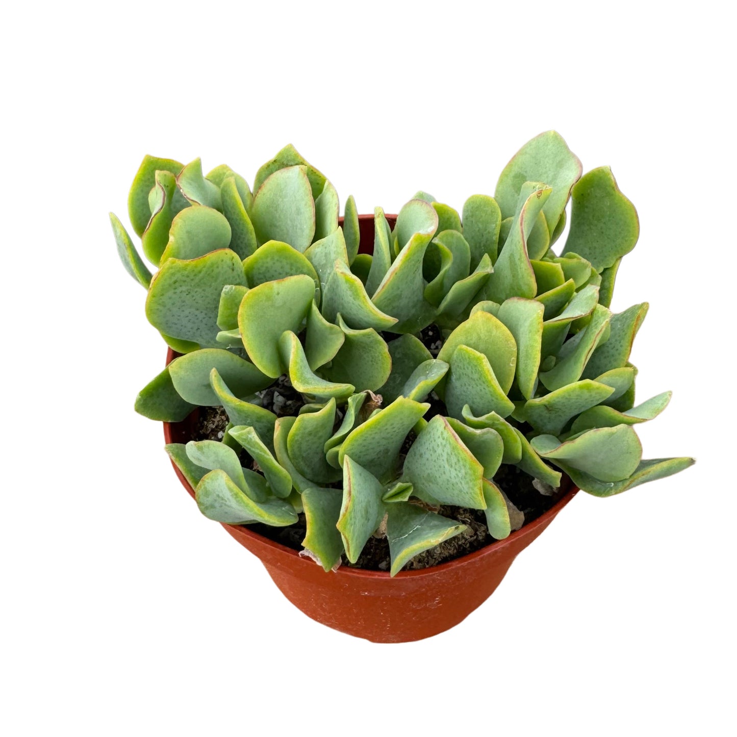 Crassula undulatifolia | Ripple Jade