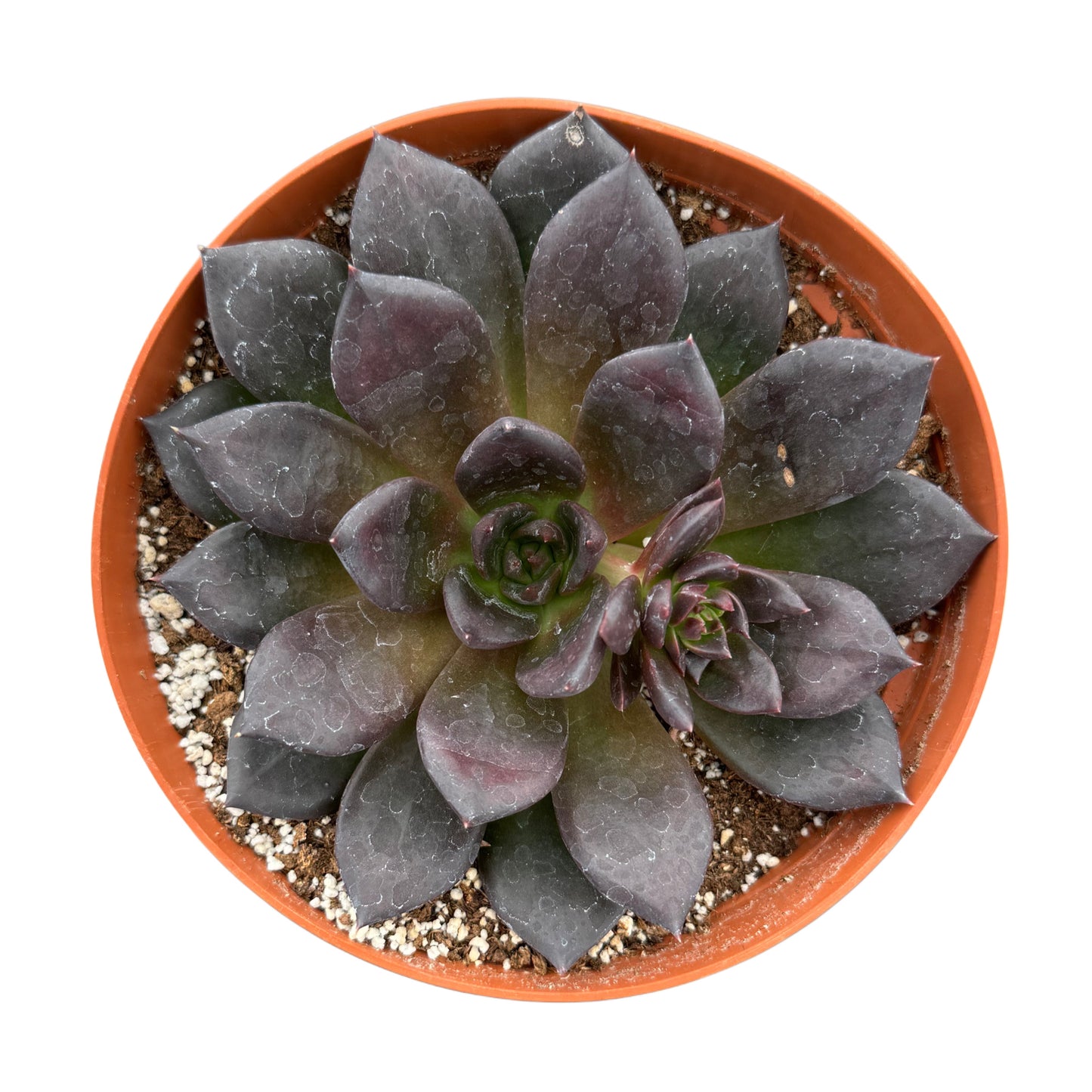 Echeveria Black Prince