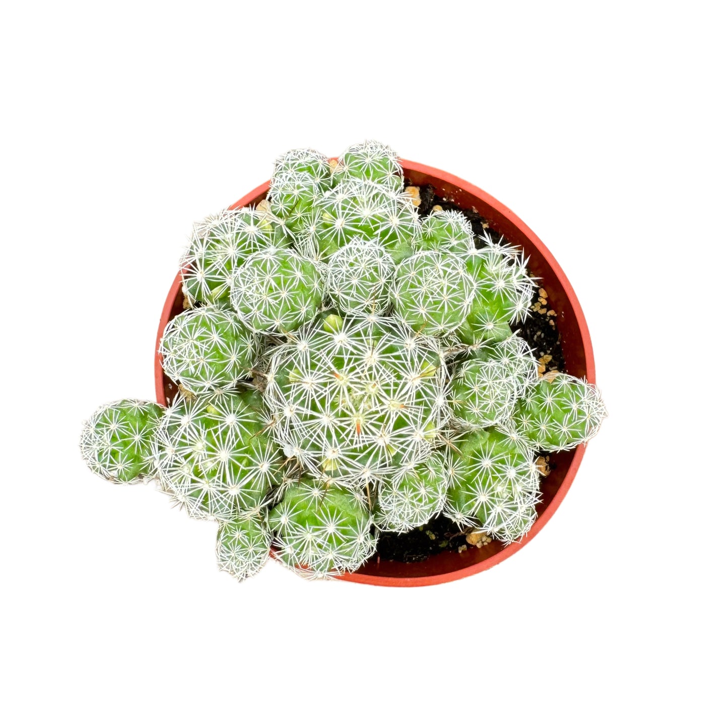 Mammillaria gracilis fragilis | Thimble Cactus