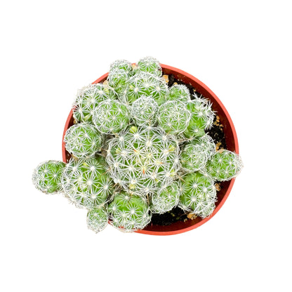 Mammillaria gracilis fragilis