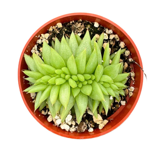 Echeveria Agavoides Cristata | Crested Wax Plant