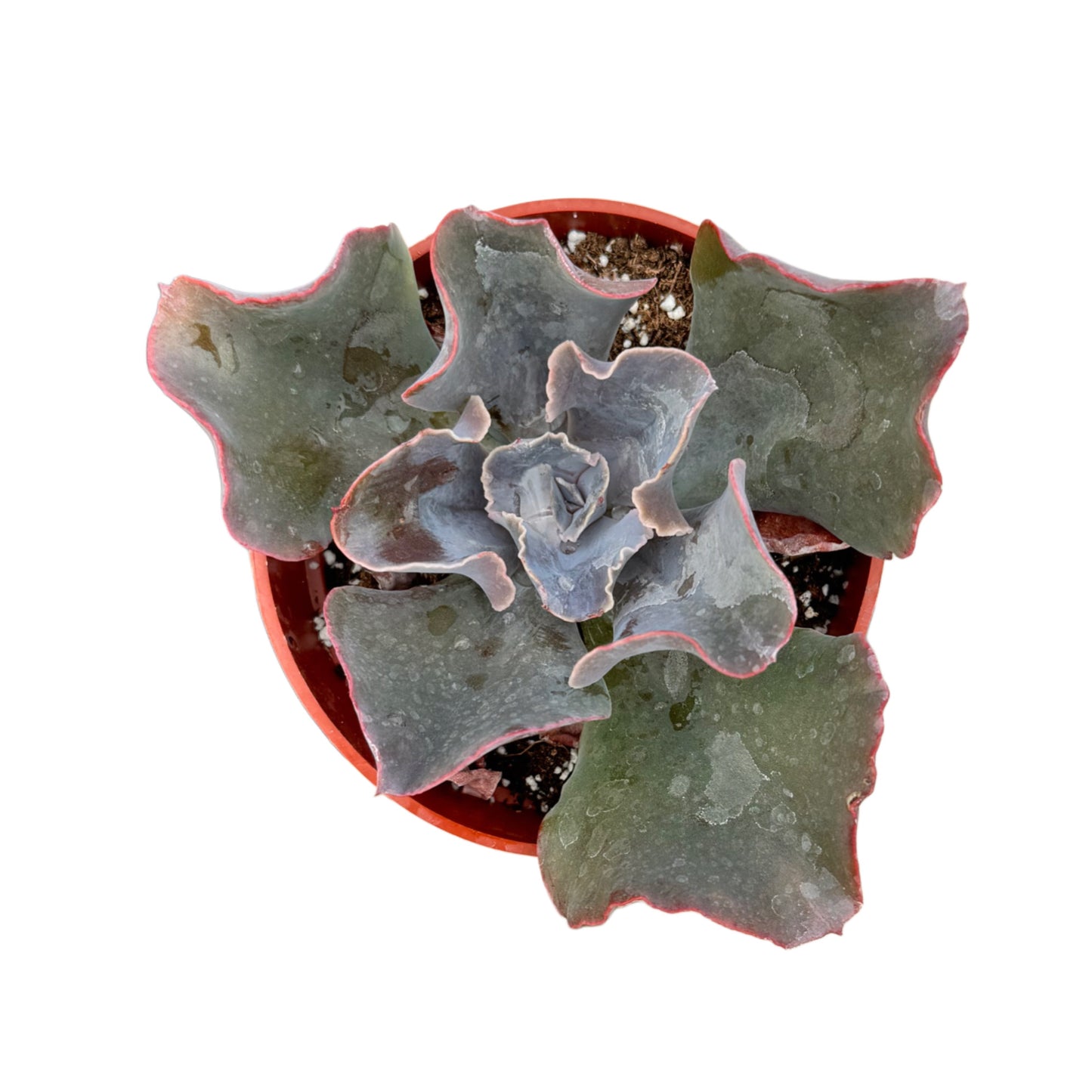 Echeveria Violacina