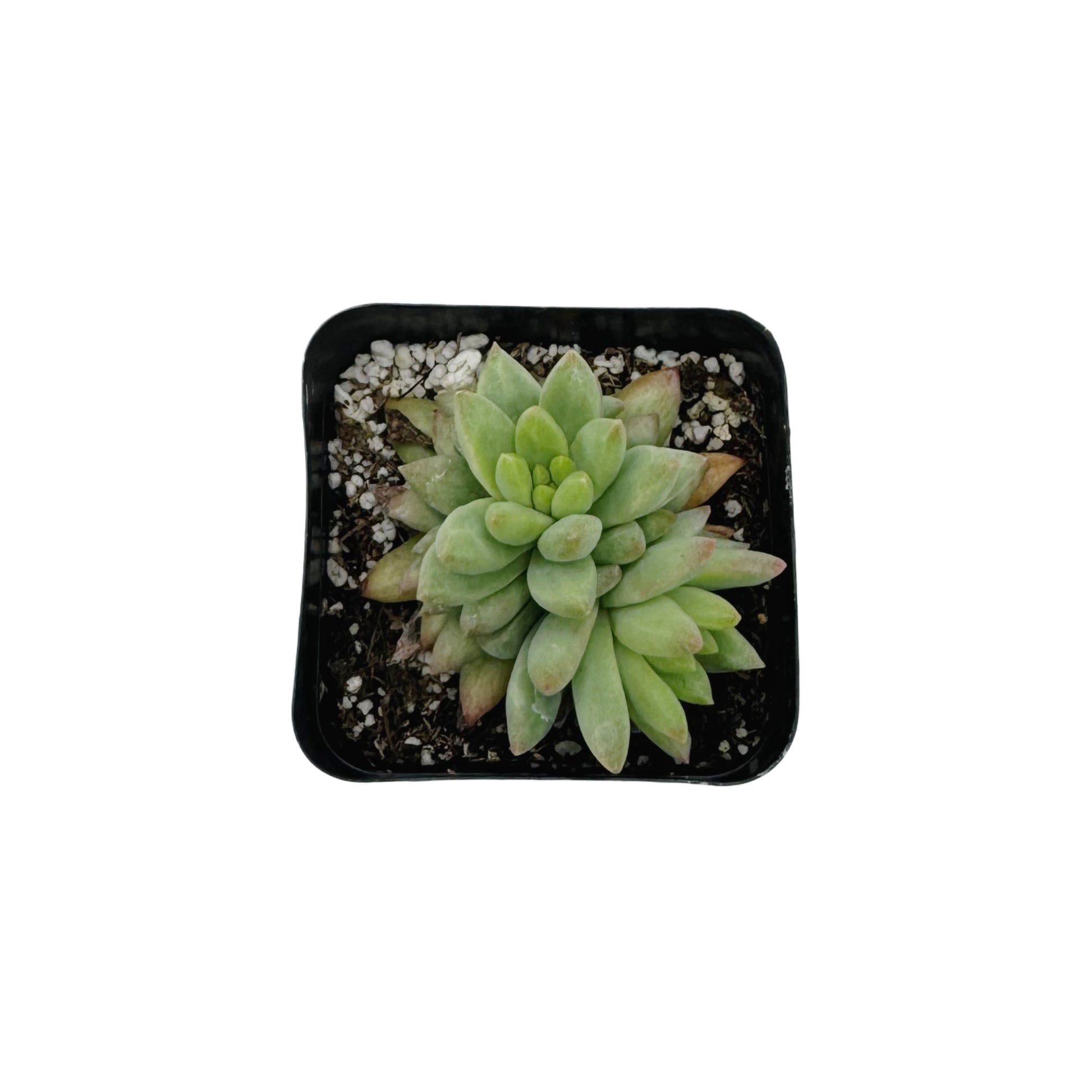 sedeveria hybrid succulent Sedeveria 'Harry Butterfield' – Succulent Wholesale