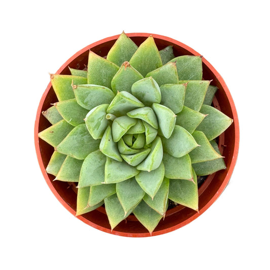 Echeveria Glory