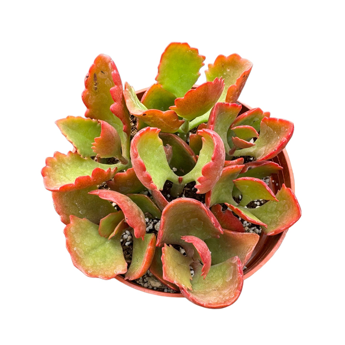 Kalanchoe sexangularis | Six Angled Kalanchoe